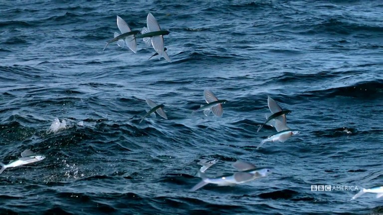 Flying Fish